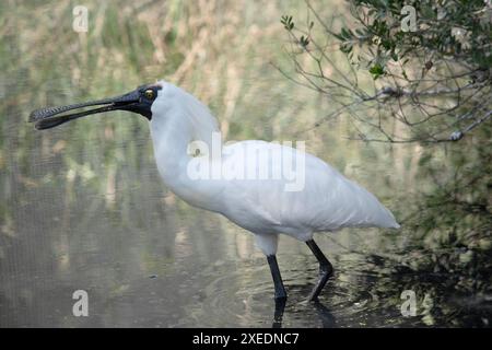 Der königliche Löffel ist ein großer weißer Seevogel mit einem schwarzen Schirm, der wie ein Löffel aussieht. Der königliche Löffel hat gelbe Augenbrauen und schwarze Beine Stockfoto