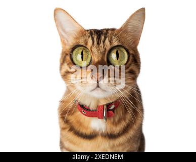 Lustige Katze mit großen Augen auf weißem Hintergrund. Stockfoto