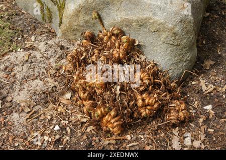 Dryopteris carthusiana, Dornfarn Stockfoto