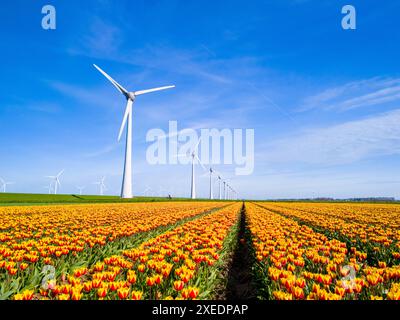 Ein lebhaftes Feld farbenfroher Tulpenblüten erstreckt sich bis in die Ferne, mit majestätischen Windmühlen Stockfoto