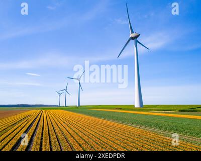 Windmühlenpark in einem Tulpenfeld, Drohnenblick auf Windmühlturbinen grüne Energie Stockfoto