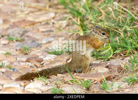 Das Smith’s Bush Eichhörnchen ist ein kleines, hauptsächlich baumweiches Nagetier, aber sie ernähren sich oft am Boden, wenn Pflanzen Samen abwerfen. Stockfoto