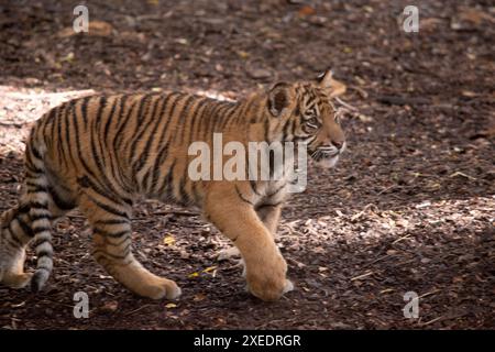 Tigerjungen haben ein goldenes Fell mit dunklen Streifen, der Tiger ist die größte Wildkatze der Welt. Stockfoto