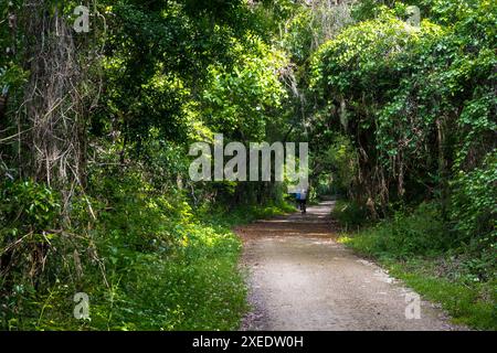 Blick vom Lake Apopka Loop Trail, Florida Stockfoto