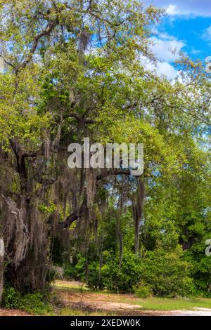 Blick vom Lake Apopka Loop Trail, Florida Stockfoto