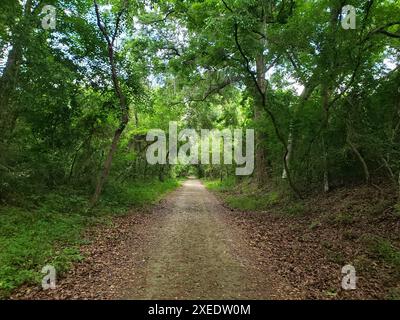 Blick vom Lake Apopka Loop Trail, Florida Stockfoto