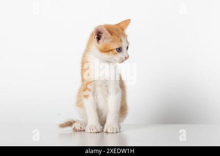 Entzückender zweifarbiger orangefarbener Tabby Kitten, der rechts aussieht, isoliert auf weißem Hintergrund Stockfoto