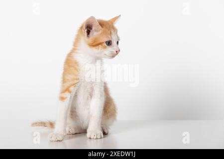 Entzückender zweifarbiger orangefarbener Tabby Kitten, der rechts aussieht, isoliert auf weißem Hintergrund Stockfoto