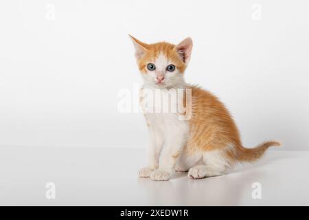 Entzückendes zweifarbiges Orange Tabby Baby Kitten sitzend und schauend Kamera isoliert auf weißem Hintergrund Stockfoto