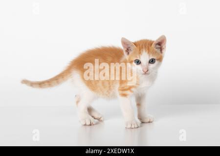 Entzückender zweifarbiger orangefarbener Tabby Kitten, der auf weißem Hintergrund steht und die Kamera ansieht Stockfoto