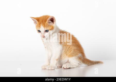 Entzückender zweifarbiger oranger Tabby Kitten, der isoliert auf weißem Hintergrund sitzt Stockfoto