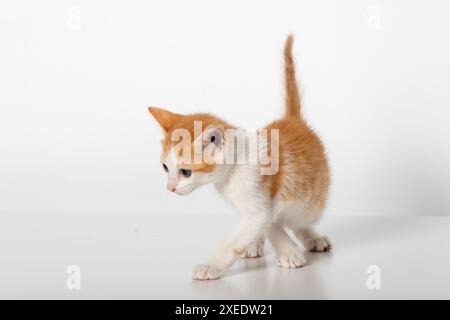 Entzückender zweifarbiger orangefarbener Tabby Kitten, der nach unten blickt - isoliert auf weißem Hintergrund Stockfoto