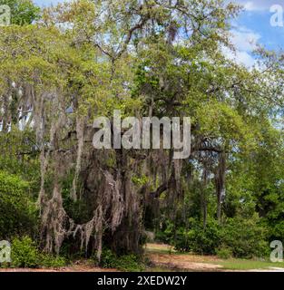 Blick vom Lake Apopka Loop Trail, Florida Stockfoto