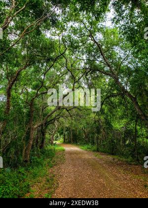 Blick vom Lake Apopka Loop Trail, Florida Stockfoto