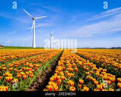 Ein lebhaftes Feld aus gelben und roten Tulpen tanzt im Wind, mit majestätischen Windmühlenturbinen Stockfoto