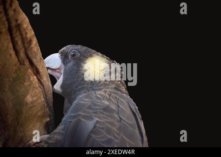 Der gelbe Schwanzkakadu ist ein schwarzer Vogel mit gelbem Rand an den Federn und einer gelben Wange. Stockfoto