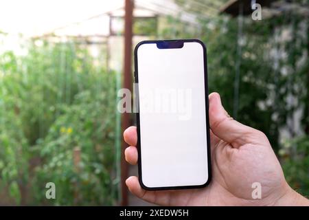 Bauernhand hält Mobiltelefon mit leerem weißen Bildschirm. Stellen Sie sich draußen ein, was das Agrarkonzept angeht. Tomaten im Gewächshaus BA Stockfoto