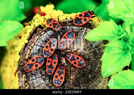 Feuerwanzer, Pyrrhocoris apterus, ein gemeines Insekt. Nahaufnahme eines Schwarms von Käfern in der Natur. Rote Käfer Krähen Stockfoto