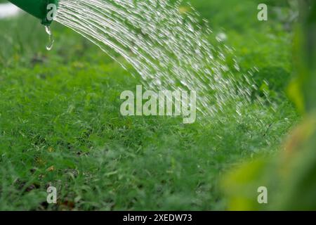 Landwirt gießt Dill-grüne Kräuter im Garten im Freien. Das Konzept der gesunden Ernährung von selbst angebautem Grüngemüse. Saisonale Countrysid Stockfoto