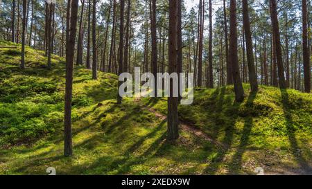 Fabelhafte Landschaft eines grünen Waldes mit Nadelbäumen. Sonnenstrahlen durchdringen Kiefern. Grünes Gras glitzert in der Sonne. Stockfoto