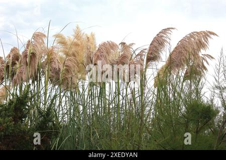 Cortaderia selloana, Pampas Graspflanzen Stockfoto