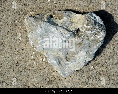 Erkunden Sie fossile Muscheln aus der Ostseeregion, die faszinierende Einblicke in geologische Epochen und Meereslebewesen bieten. Stockfoto