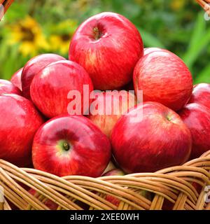 Rote reife Äpfel in einem Korb auf dem Hintergrund von Blumen Stockfoto