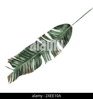 Bananenblatt. Aquarellhandzeichnung einer tropischen Pflanze. Clipart auf isolierter botanischer Illustration mit weißem Hintergrund. Elegantes Design für Karten Stockfoto