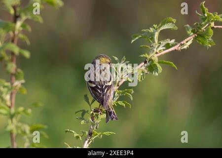 Eine weibliche eurasische Siskin (Carduelis Spinus) von hinten gesehen, die auf einem Himbeerstiel (Rubus idaeus) sitzt und seine Schwanzfedern zeigt Stockfoto