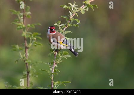 Ein Goldfinch, oder Rotkappe, (Carduelis Carduelis), der auf einer Himbeerpflanze (Rubus idaeus) im Frühling thront Stockfoto