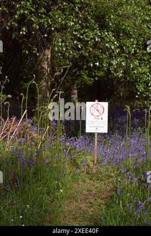 Stoppschild am Kinclaven Bluebell Wood, mit dem Besucher auf dem Hauptpfad bleiben und die zerbrechlichen Bluebells (Hyacinthoides non-Scripta) nicht beschädigen sollen Stockfoto