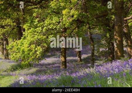 Sonnenlicht auf den Eichen und den Bluebells der Indianer (Hyacinthoides non-scripta) in der schottischen Landschaft im Kinclaven Bluebell Wood Stockfoto