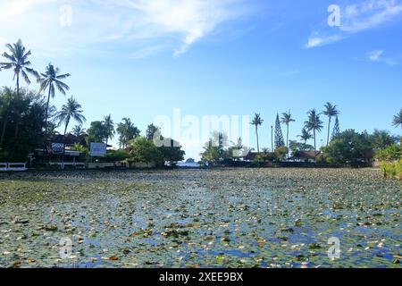 Lotus Lagune, Wasserlilienteich in Candidasa, Bali in Indonesien Stockfoto