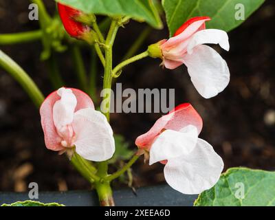 Rote und weiße Sommerblumen des Zwergs, nicht kletternde Laufbohne, Phaseolus coccineus „Hestia“ Stockfoto