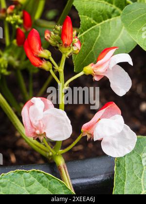 Rote und weiße Sommerblumen des Zwergs, nicht kletternde Laufbohne, Phaseolus coccineus „Hestia“ Stockfoto