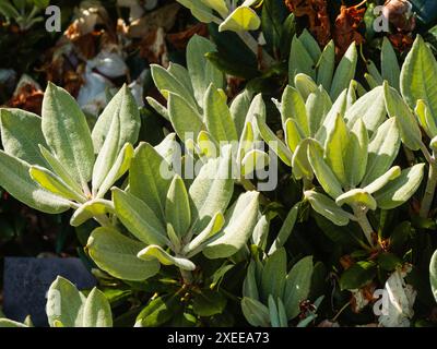 Haariges, silbrig blättriges Younng-Laub des harten immergrünen Strauches, Rhododendron „Golfer“ Stockfoto