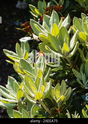 Haariges, silbrig blättriges Younng-Laub des harten immergrünen Strauches, Rhododendron „Golfer“ Stockfoto