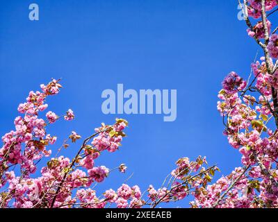 Frühlingsblüte mit blauem Himmel mit Wolken und violetten Blüten an einem schönen Frühlingstag in den Niederlanden Stockfoto