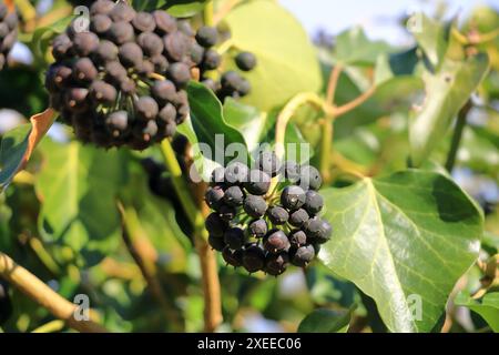 Eine Nahaufnahme reifer Efeubeeren (hedera helix) Stockfoto
