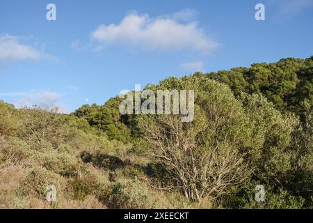 Mediterrane Macchia, Puig de Randa, Algaida, Mallorca, Balearen, Spanien Stockfoto