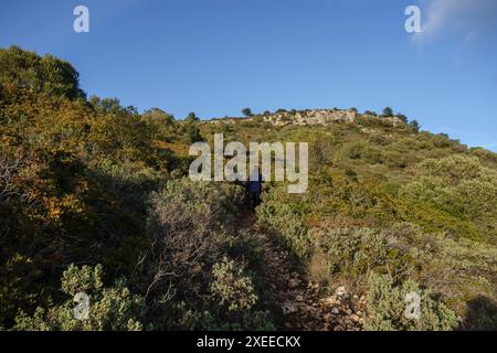 Mediterrane Macchia, Puig de Randa, Algaida, Mallorca, Balearen, Spanien Stockfoto