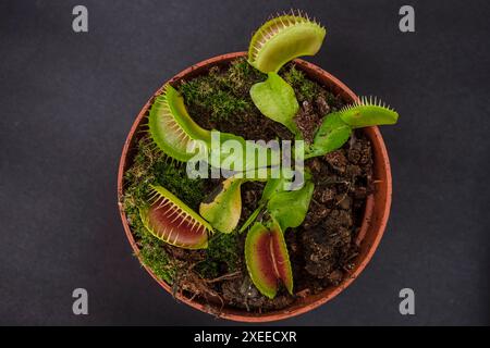 Fleischfressende Pflanze, Dionaea muscipula, Mallorca, Balearen, Spanien Stockfoto