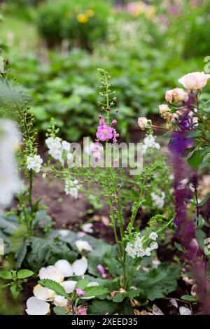Rosafarbene und weiße verbascum-Blüten blühen im Sommergarten von Rosen und salvia. Mehrjährige Pflanzen wachsen auf dem Blumenbeet. Gartenarbeit Stockfoto
