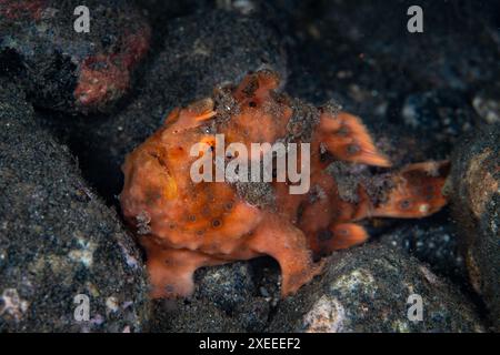 Ein bemalter Anglerfisch, Antennarius pictus, befindet sich auf einem felsigen vulkanischen Meereshang in Alor, Indonesien. Diese Fische kommen im gesamten Indo-Pazifik vor. Stockfoto