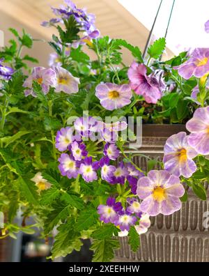 Ein hängender Korb voller lila Blumen ziert einen Kirchengang in Nord-Florida. Stockfoto