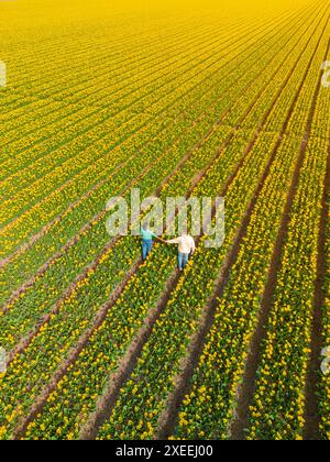 Männer und Frauen auf Blumenfeldern von oben gesehen mit einer Drohne in den Niederlanden, Tulip Fields Spring Stockfoto