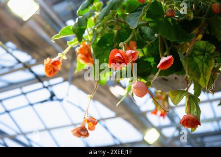 Leuchtende orange Begonienblumen hängen in einem Gewächshaus, Gartenarbeit, Natur und florale Schönheit Stockfoto