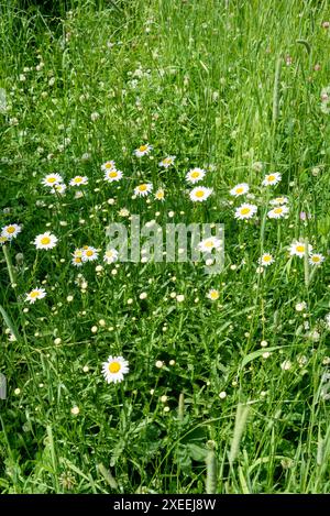 Blühende Gänseblümchen lat. Matricaria recutita unter grünem Gras. Spazieren Sie im Park. Stockfoto