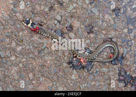 Junge Grasschlange mit Gittersperre, Natrix helvetica, vom Straßenverkehr zerquetscht, Wye Valley, Monmouthshire, Wales Stockfoto