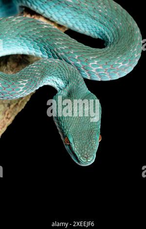 Weißlippige Inselpitviper, Trimeresurus insularis, Komodo-Form. Unverlierbar. In Indonesien beheimatet. Stockfoto